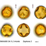 polen-fosil-2